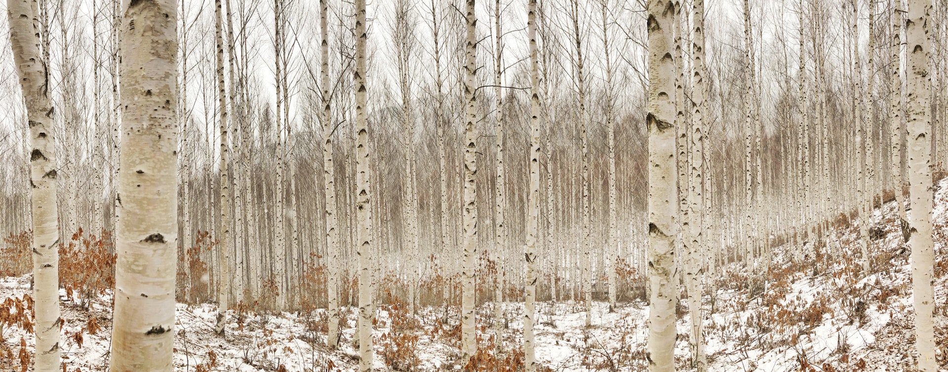 La sève de bouleau : un trésor de la nature